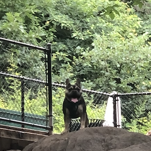 Fundraising Page: Finneas Walsh